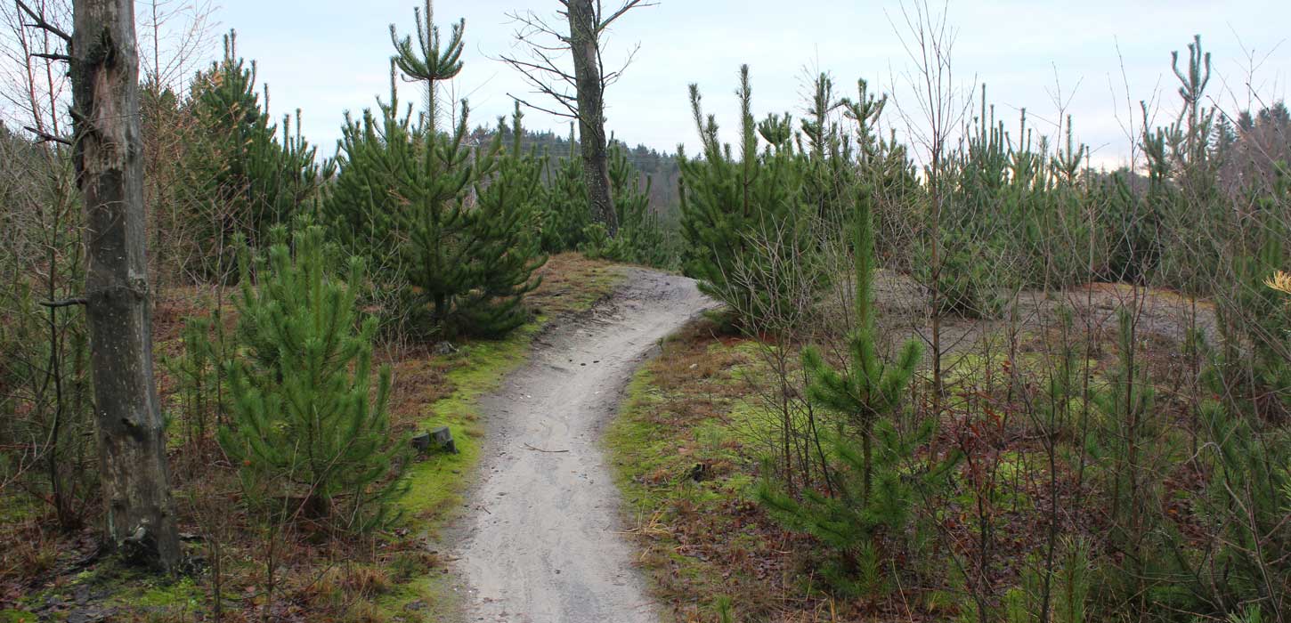 Momhøje (Momhoeje)