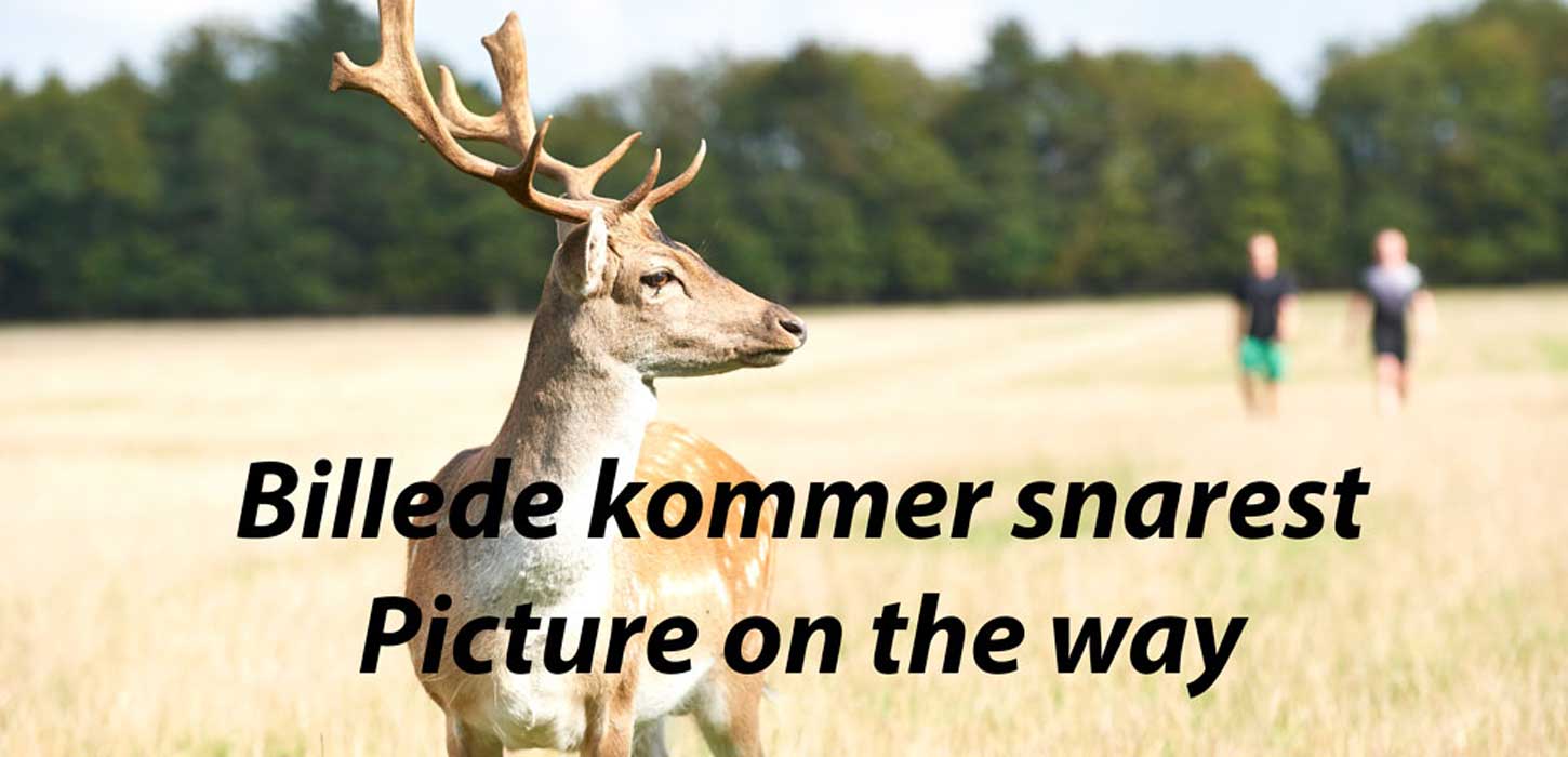 Billede kommer snaret
