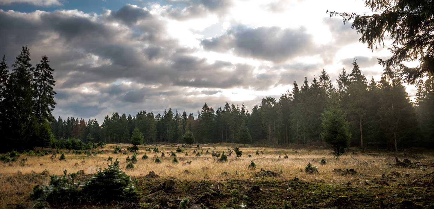Mountainbikebane i Gludsted Plantage