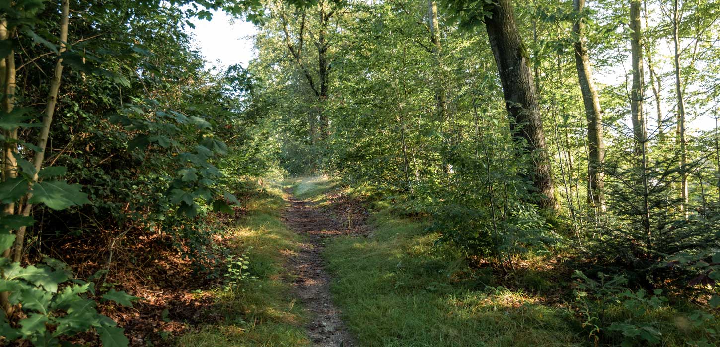 Mountainbikerute ved Ejstrupholm