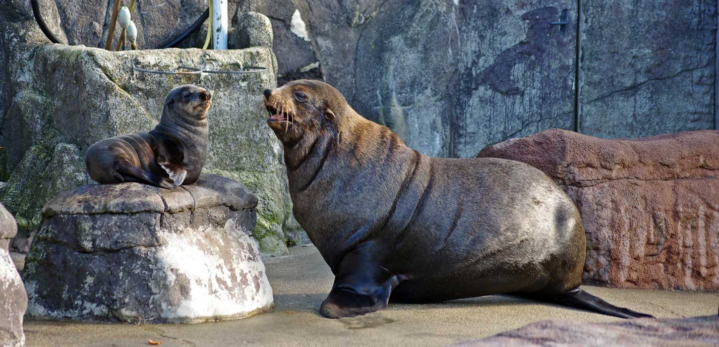 Jyllands Park Zoo