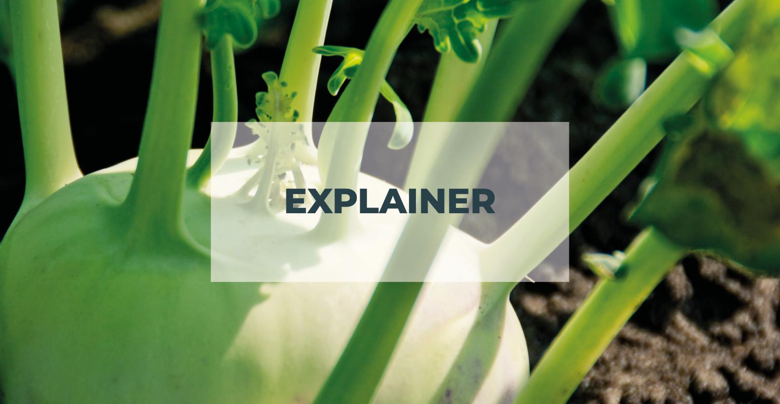 Explainer