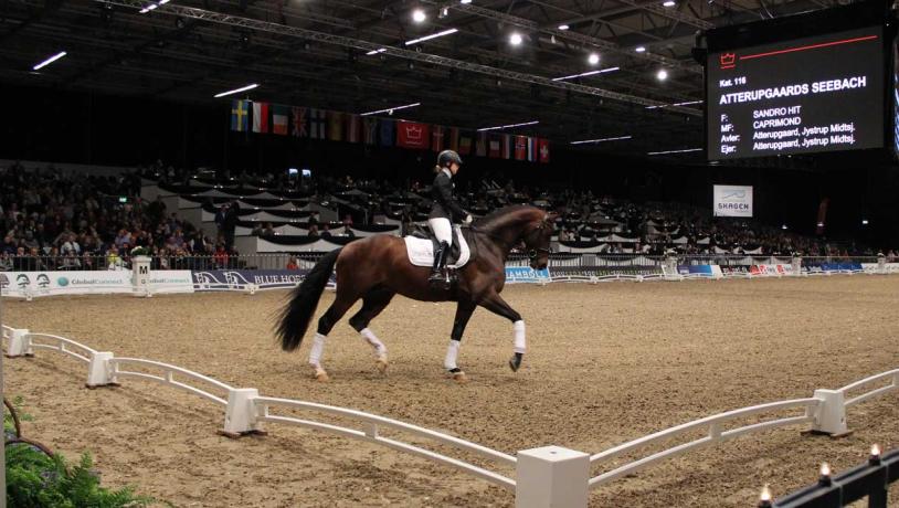 Hest & Rytter (Horse & Rider)