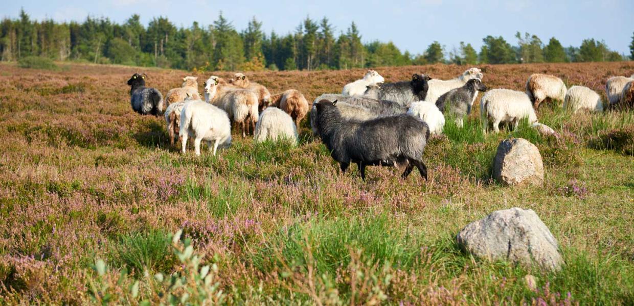 Præstbjerg Naturcenter (Praestebjerg nature center) 