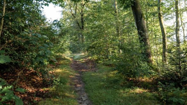 Mountainbikerute ved Ejstrupholm