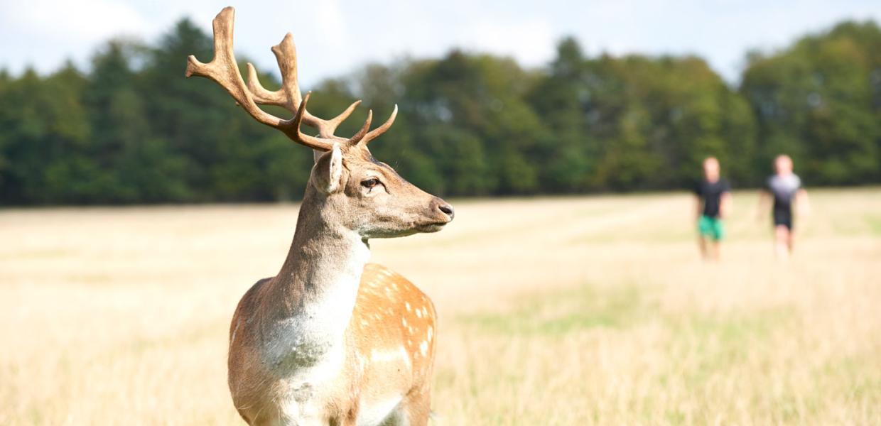 Løvbakke Deer park