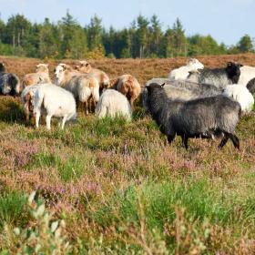 Præstbjerg Naturcenter (Praestebjerg nature center) 